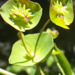 Euphorbia amygdaloides subsp. semiperfoliata (Viv.) A.R.Sm. (Euphorbe)