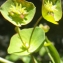  Liliane Roubaudi - Euphorbia amygdaloides subsp. semiperfoliata (Viv.) A.R.Sm. [1968]