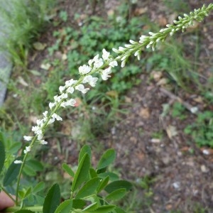 Photographie n°1545957 du taxon Melilotus albus Medik. [1787]