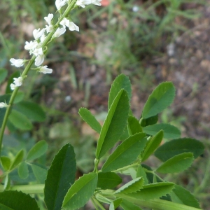 Photographie n°1545959 du taxon Melilotus albus Medik. [1787]