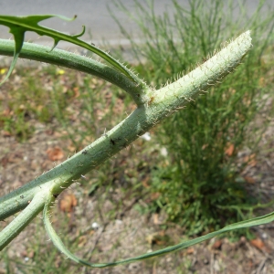 Photographie n°1545963 du taxon Chondrilla juncea L. [1753]