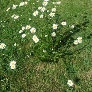 Photographie n°1546186 du taxon Leucanthemum vulgare Lam. [1779]