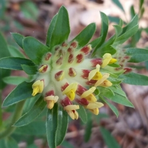 Photographie n°1546191 du taxon Anthyllis vulneraria L. [1753]