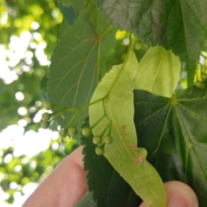 Photographie n°1546369 du taxon Tilia cordata Mill. [1768]