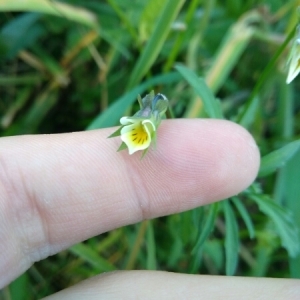 Photographie n°1546760 du taxon Viola tricolor L. [1753]