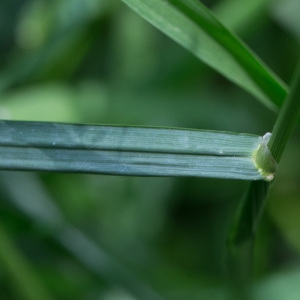 Photographie n°1548221 du taxon Poa trivialis L.