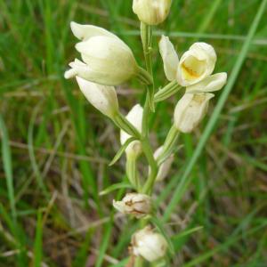 Photographie n°1549542 du taxon Cephalanthera damasonium (Mill.) Druce