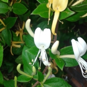 Photographie n°1551444 du taxon Lonicera japonica Thunb. [1784]