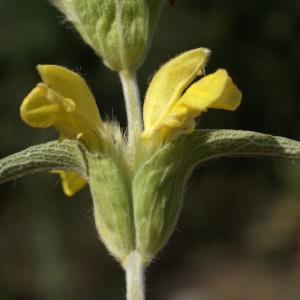 Photographie n°1552074 du taxon Phlomis lychnitis L. [1753]