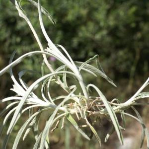 Photographie n°1552080 du taxon Phlomis lychnitis L. [1753]