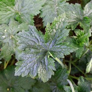 Photographie n°1552926 du taxon Geranium palustre L. [1756]