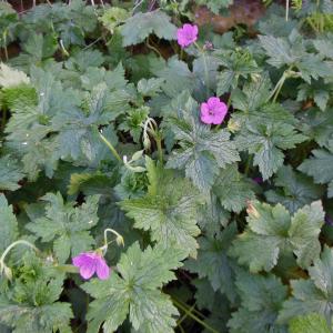 Photographie n°1552927 du taxon Geranium palustre L. [1756]