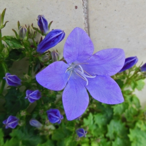 Photographie n°1553335 du taxon Campanula carpatica Jacq. [1771]