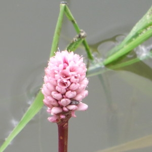 Photographie n°1553393 du taxon Persicaria amphibia (L.) Gray [1821]