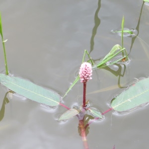 Photographie n°1553395 du taxon Persicaria amphibia (L.) Gray [1821]