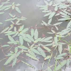 Photographie n°1553396 du taxon Persicaria amphibia (L.) Gray [1821]