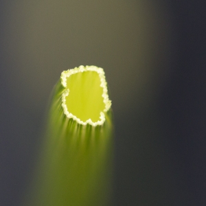 Photographie n°1553659 du taxon Arrhenatherum elatius (L.) P.Beauv. ex J.Presl & C.Presl