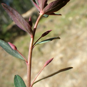 Photographie n°1553790 du taxon Euphorbia gayi Salis [1834]