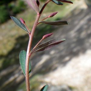 Photographie n°1553802 du taxon Euphorbia gayi Salis [1834]