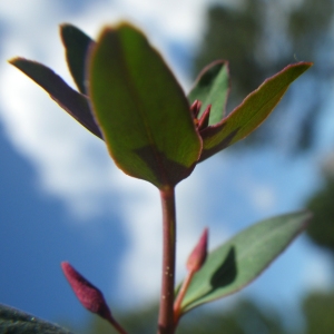 Photographie n°1553825 du taxon Euphorbia gayi Salis [1834]