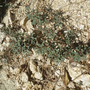 Photographie n°1553850 du taxon Euphorbia gayi Salis [1834]