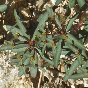 Photographie n°1553858 du taxon Euphorbia gayi Salis [1834]