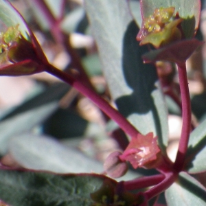Photographie n°1553878 du taxon Euphorbia gayi Salis [1834]
