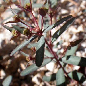 Photographie n°1553885 du taxon Euphorbia gayi Salis [1834]