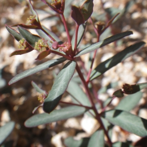 Photographie n°1553890 du taxon Euphorbia gayi Salis [1834]