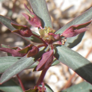 Euphorbia gayi Salis (Euphorbe de Gay)