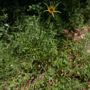 Photographie n°1554063 du taxon Tragopogon dubius Scop. [1772]