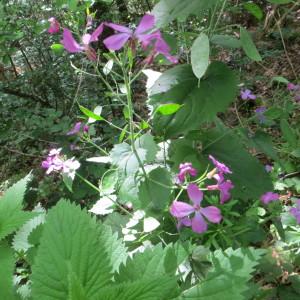 Photographie n°1554092 du taxon Lunaria annua L.