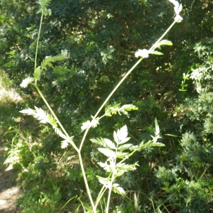 Photographie n°1554280 du taxon Torilis nodosa subsp. praecox Jury [1978]