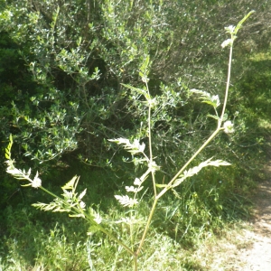  - Torilis nodosa subsp. praecox Jury [1978]