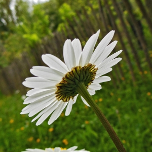 Photographie n°1554546 du taxon Leucanthemum vulgare Lam. [1779]