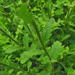 Photographie n°1554548 du taxon Leucanthemum vulgare Lam. [1779]