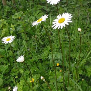 Photographie n°1554549 du taxon Leucanthemum vulgare Lam. [1779]