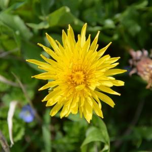 Photographie n°1556276 du taxon Taraxacum F.H.Wigg. [1780]