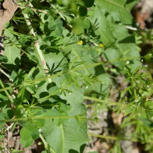 Photographie n°1556302 du taxon Galium aparine L. [1753]