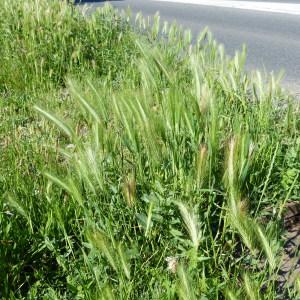 Photographie n°1556340 du taxon Hordeum murinum L.