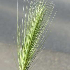 Photographie n°1556344 du taxon Hordeum murinum L.