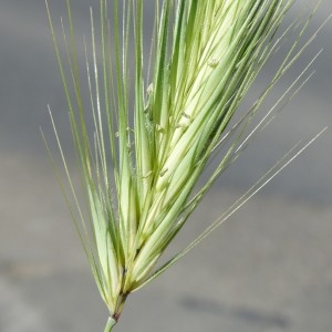 Photographie n°1556345 du taxon Hordeum murinum L.