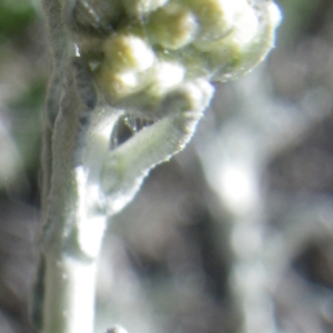 Photographie n°1556347 du taxon Helichrysum italicum (Roth) G.Don [1830]