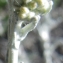  Liliane Roubaudi - Helichrysum italicum (Roth) G.Don [1830]