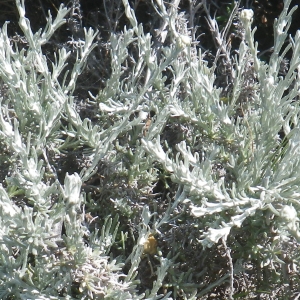 Photographie n°1556370 du taxon Helichrysum italicum (Roth) G.Don [1830]