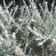  Liliane Roubaudi - Helichrysum italicum (Roth) G.Don [1830]