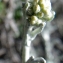  Liliane Roubaudi - Helichrysum italicum (Roth) G.Don [1830]