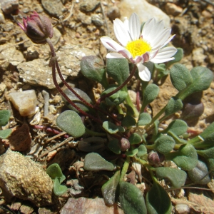 Photographie n°1556449 du taxon Bellium bellidioides L. [1771]