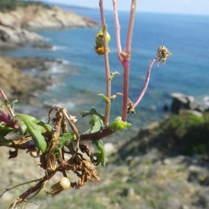 Photographie n°1556484 du taxon Senecio transiens (Rouy) Jeanm. [2003]