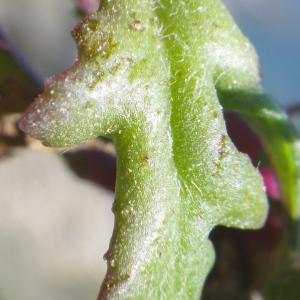 Photographie n°1556489 du taxon Senecio transiens (Rouy) Jeanm. [2003]